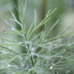 leafdewlens-SFfSGRLxZzw-unsplash